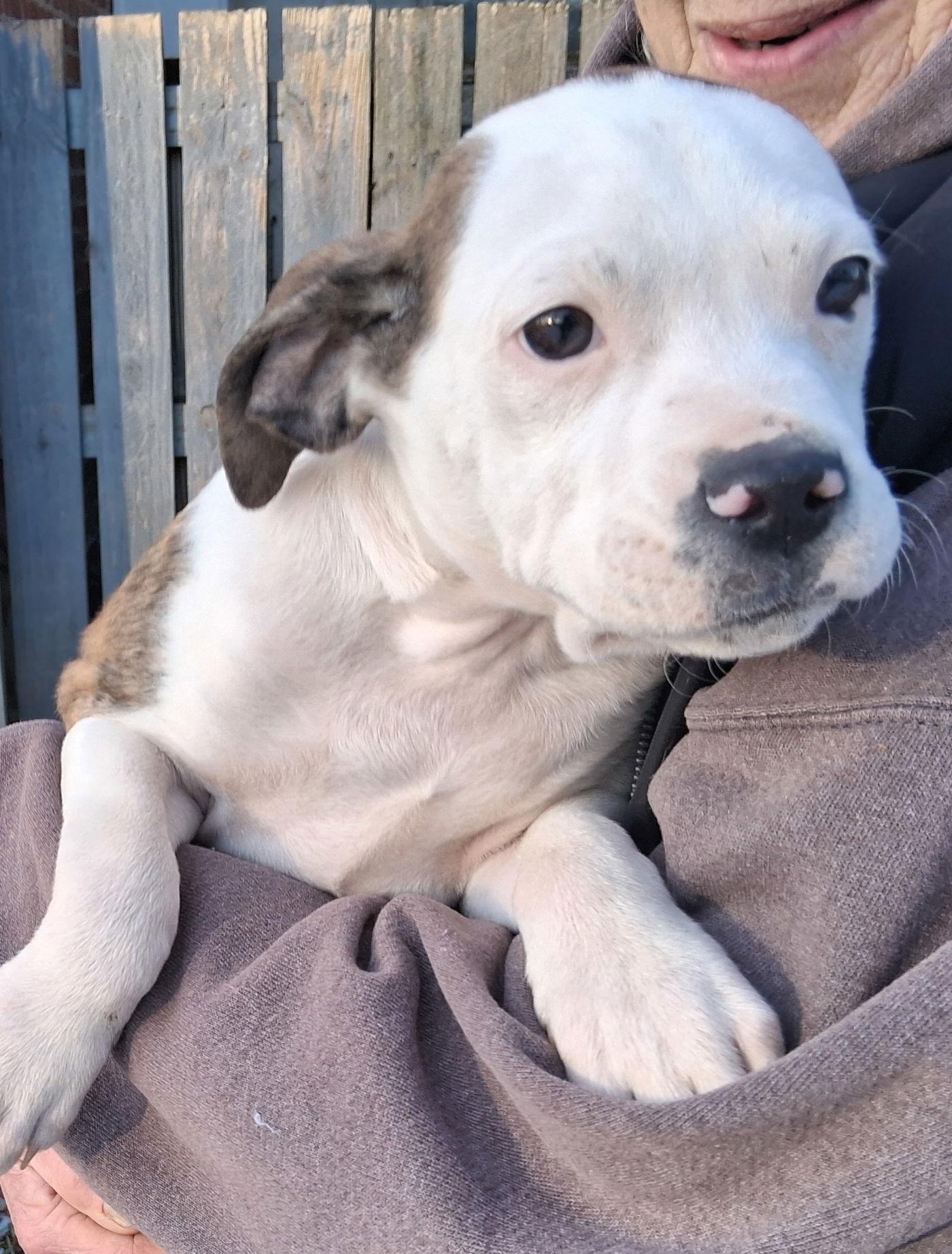 Oscar, Adopted, Puppy Male Boxer.