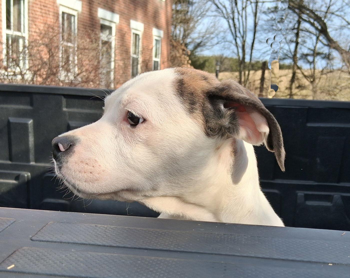 Enlarge Oscar, a Adopted Boxer in Mcconnelsville, OH image 2/3