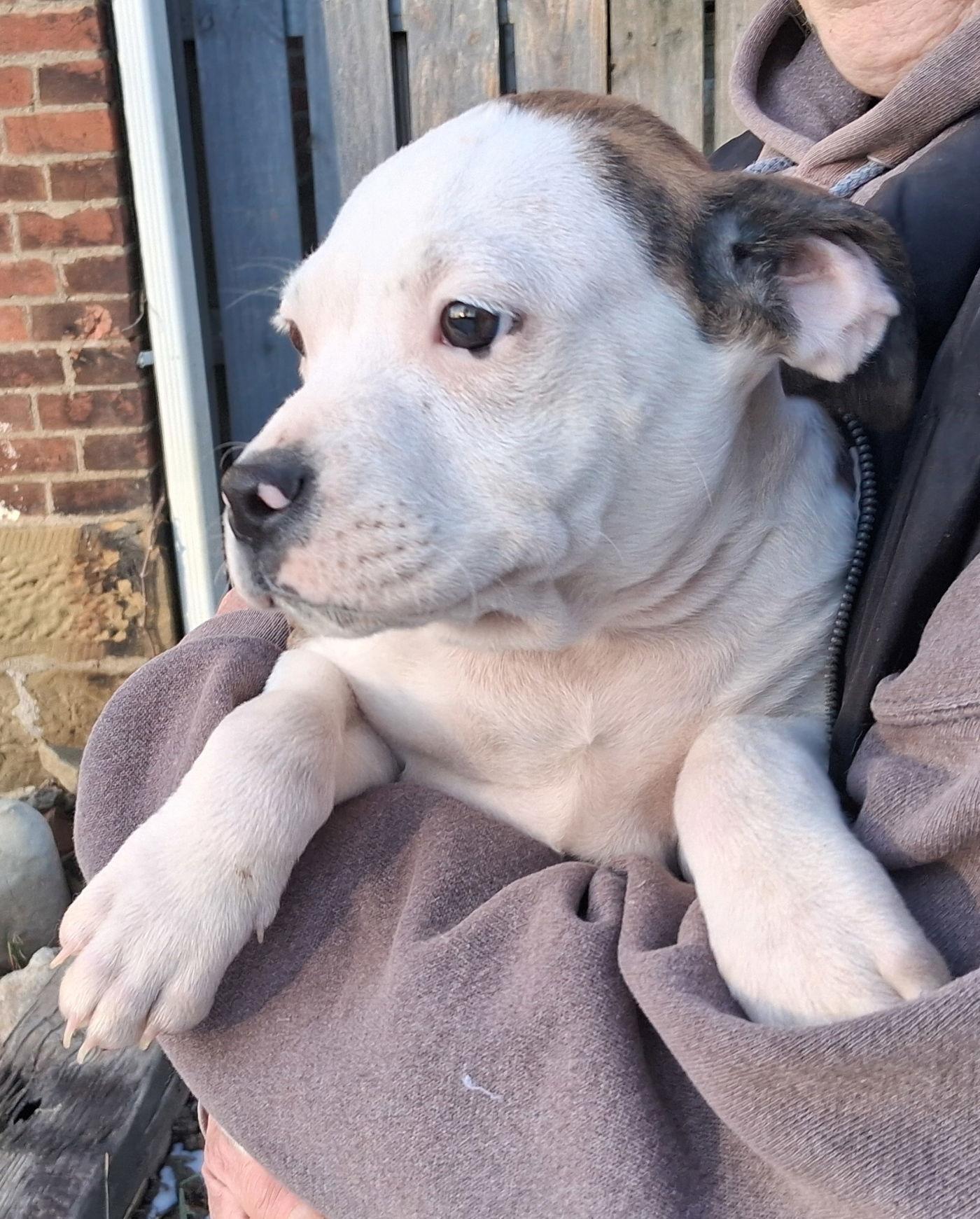 Enlarge Oscar, a Adopted Boxer in Mcconnelsville, OH image 3/3