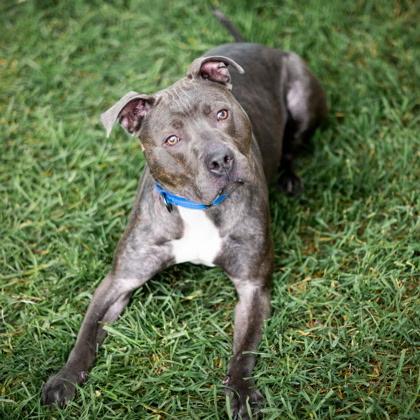 Enlarge BOSS, a Adopted mixed breed in Omaha, NE image 1/2