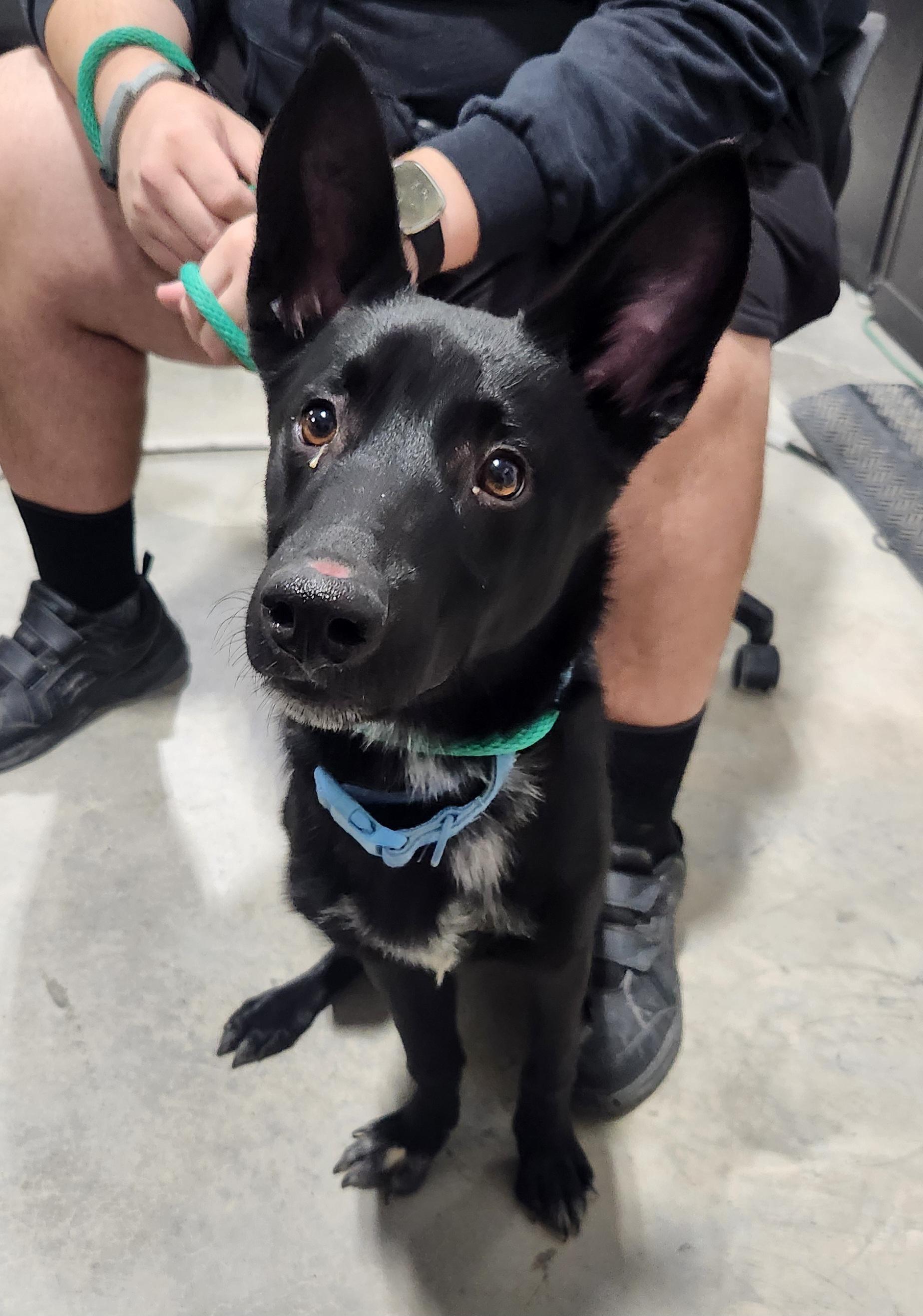 Cappuccino, ADOPTABLE, Young Male Australian Kelpie.
