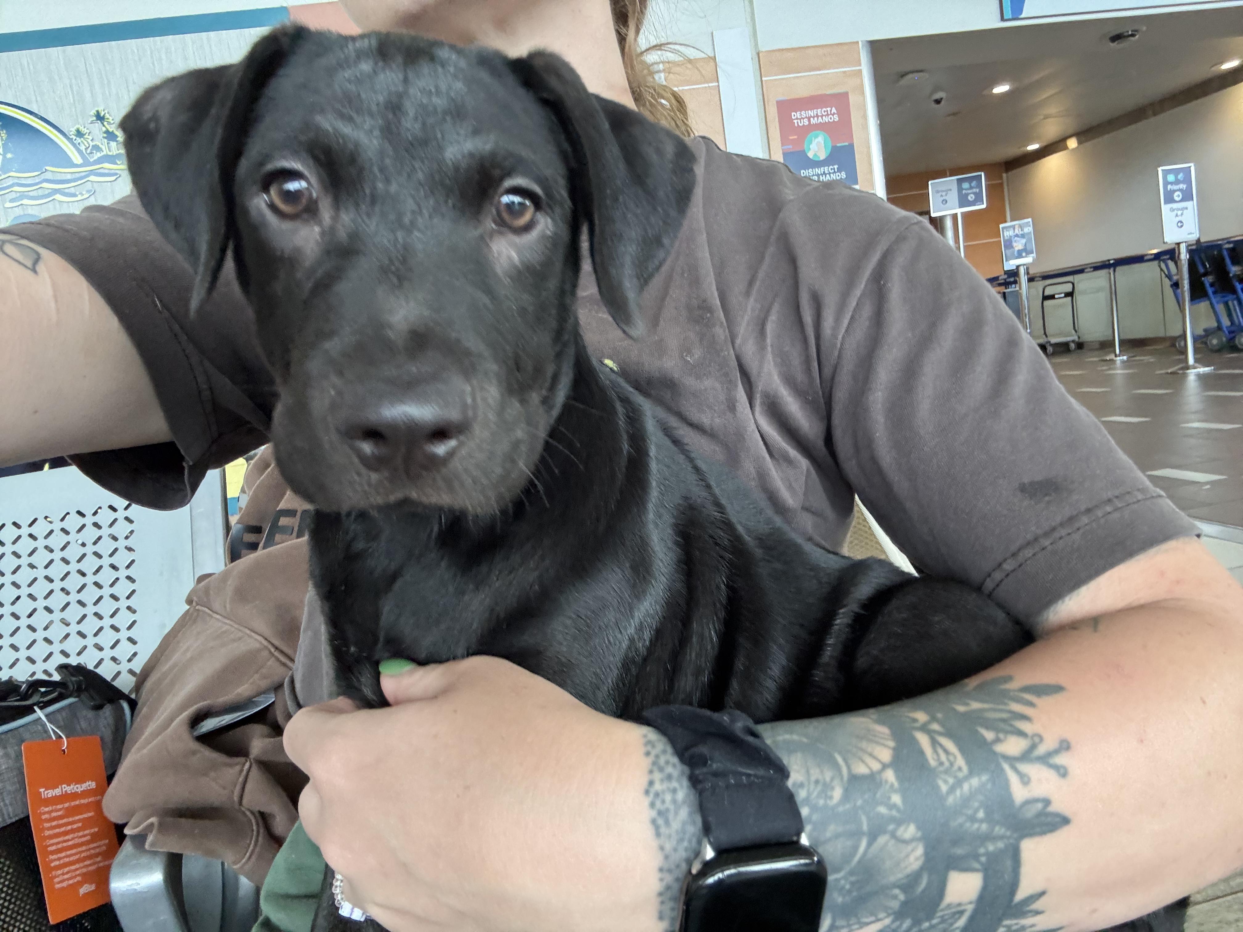 Johnathan , adopted, Puppy Male Labrador Retriever.