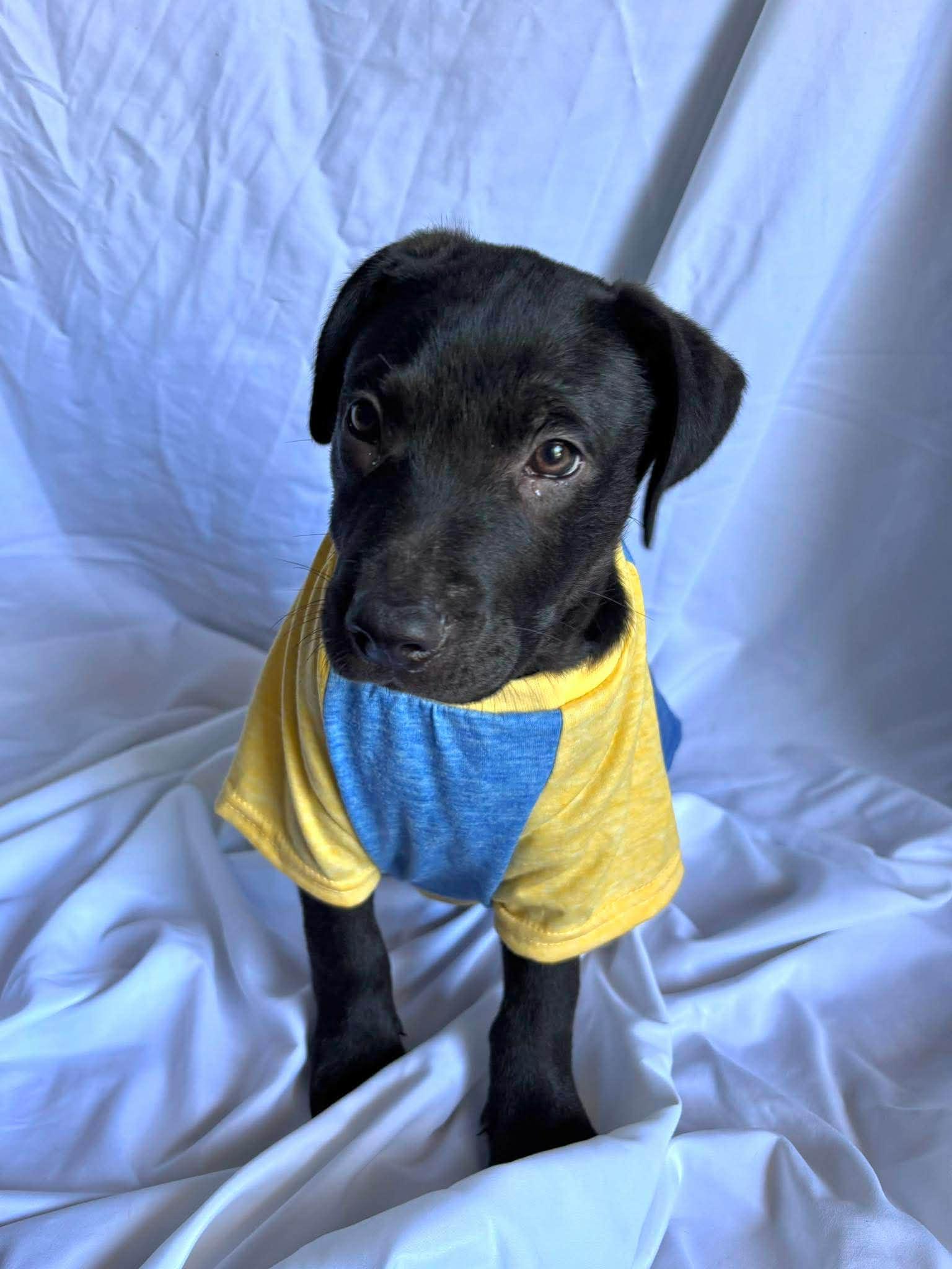 Enlarge Johnathan , a ADOPTABLE mixed breed in New York, NY image 3/3