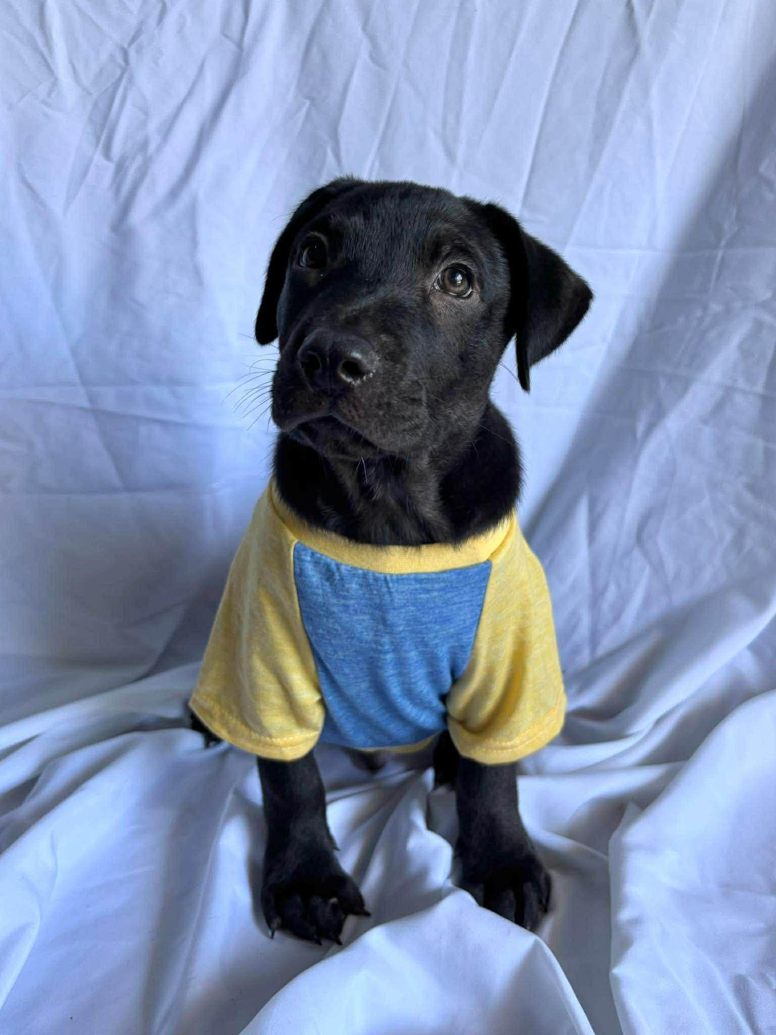 Enlarge Johnathan , a ADOPTABLE mixed breed in New York, NY image 2/3