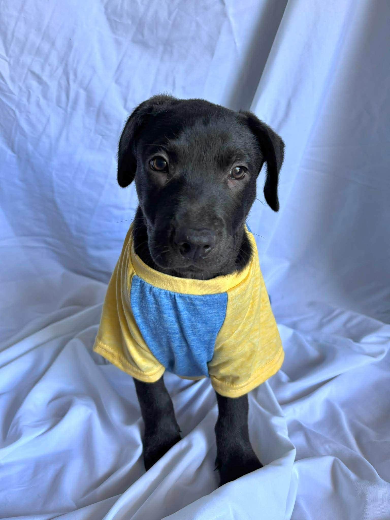 Enlarge Johnathan , a ADOPTABLE mixed breed in New York, NY image 1/3