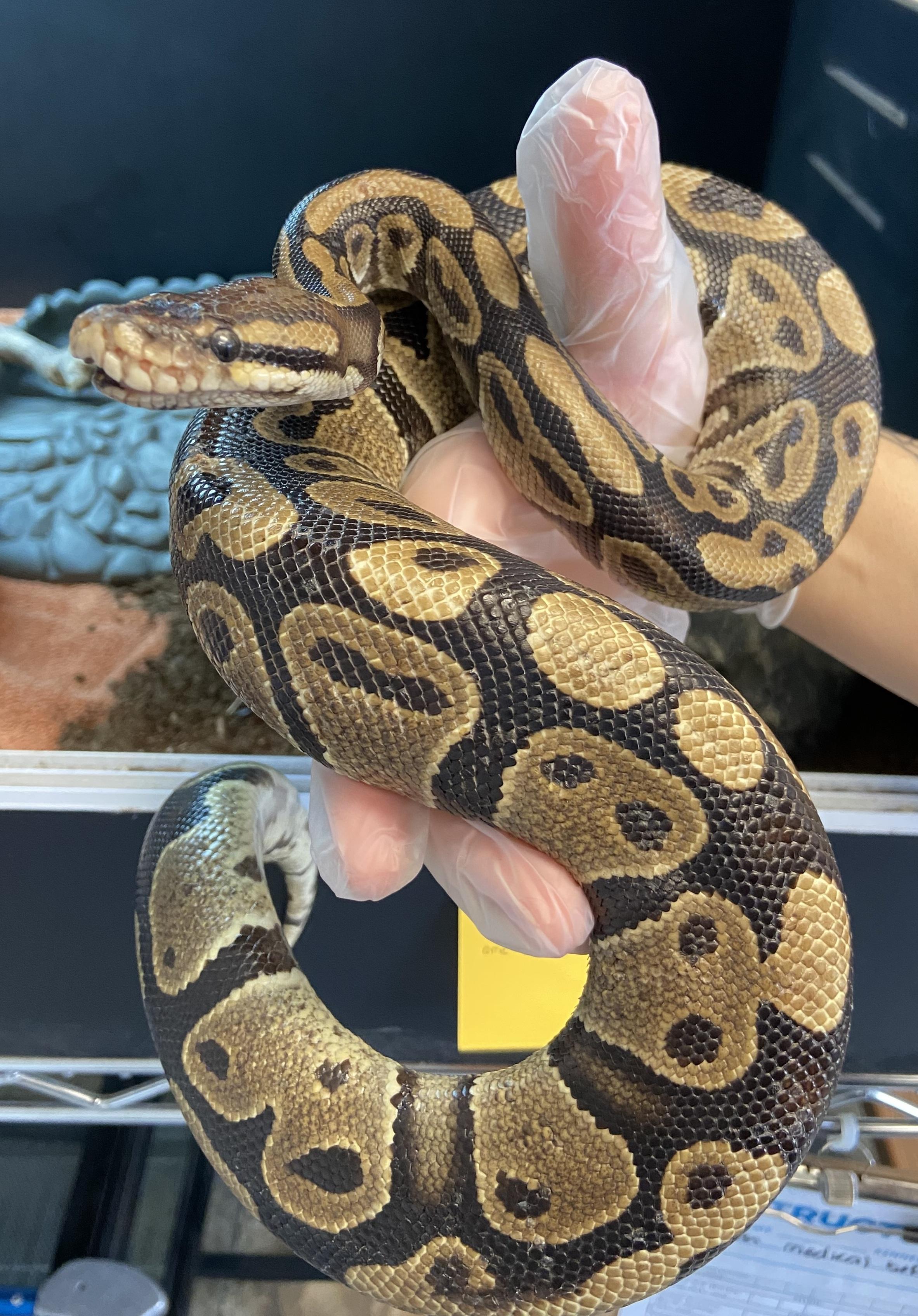 Enlarge Smalls #11449, a Adoptable Ball Python in Vista, CA image 1/4