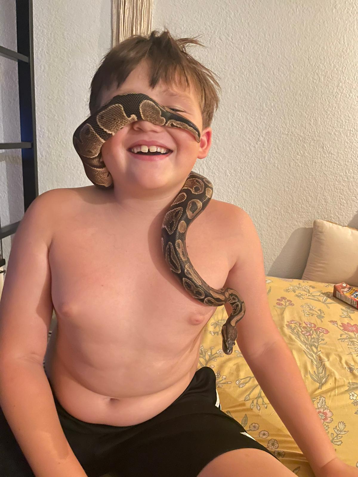 Enlarge Smalls #11449, a Adoptable Ball Python in Vista, CA image 3/4