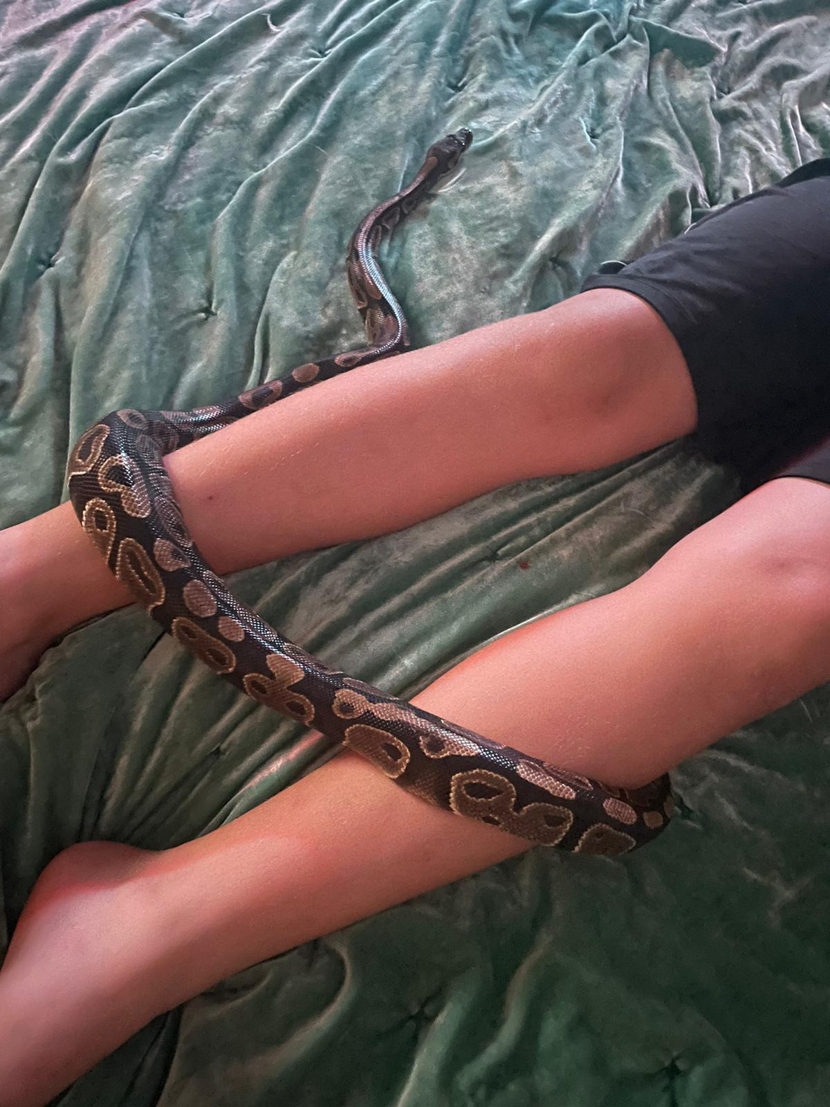 Enlarge Smalls #11449, a Adoptable Ball Python in Vista, CA image 4/4