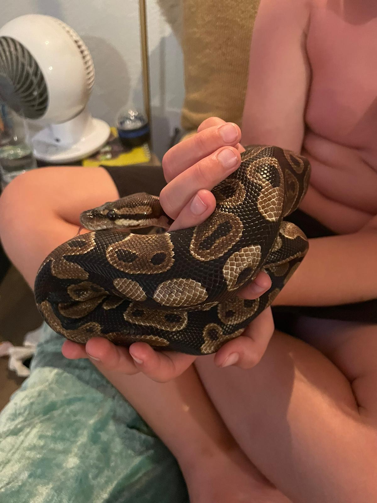 Enlarge Smalls #11449, a Adoptable Ball Python in Vista, CA image 2/4