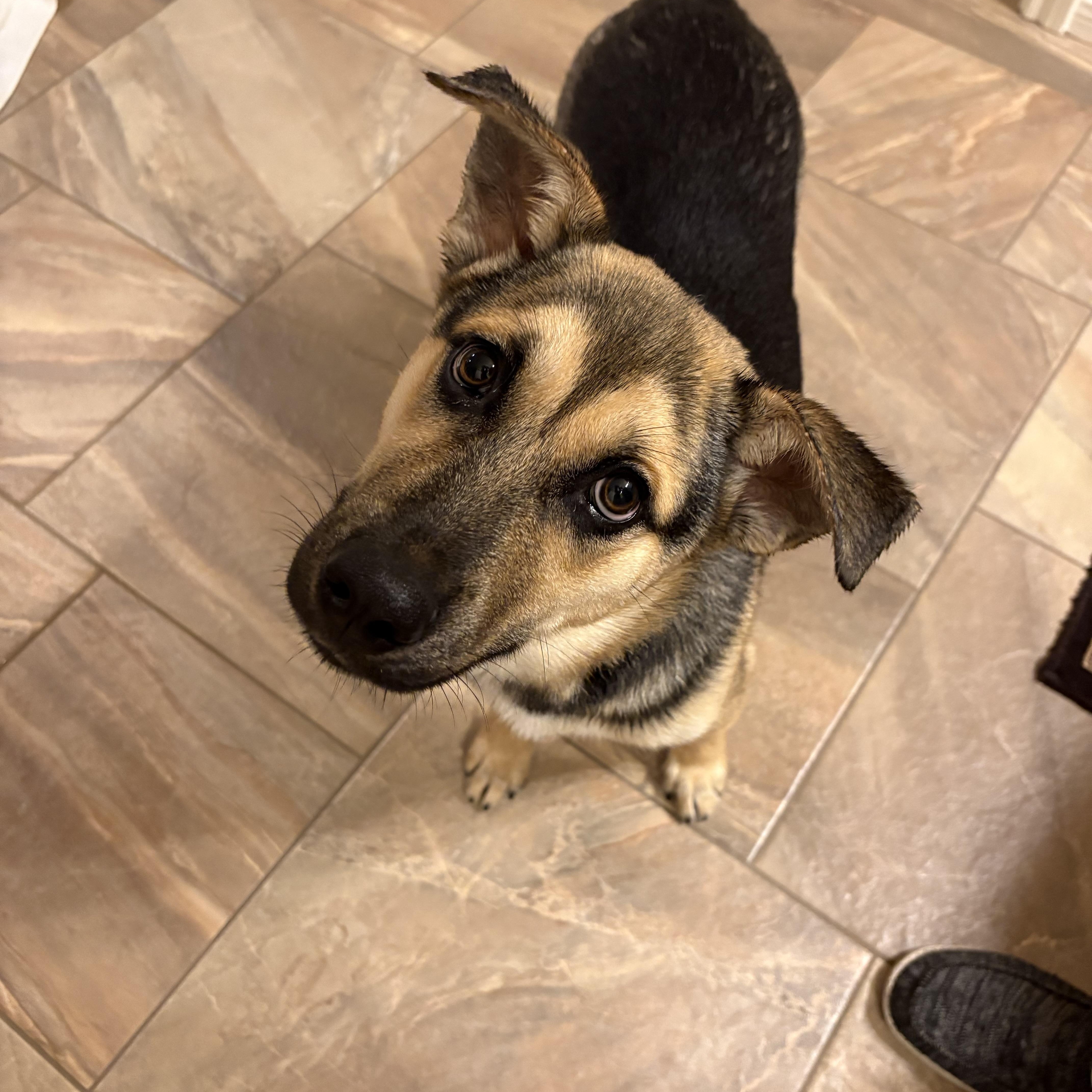 Enlarge Sammy, an adopted mixed breed in Spring, TX image 3/6