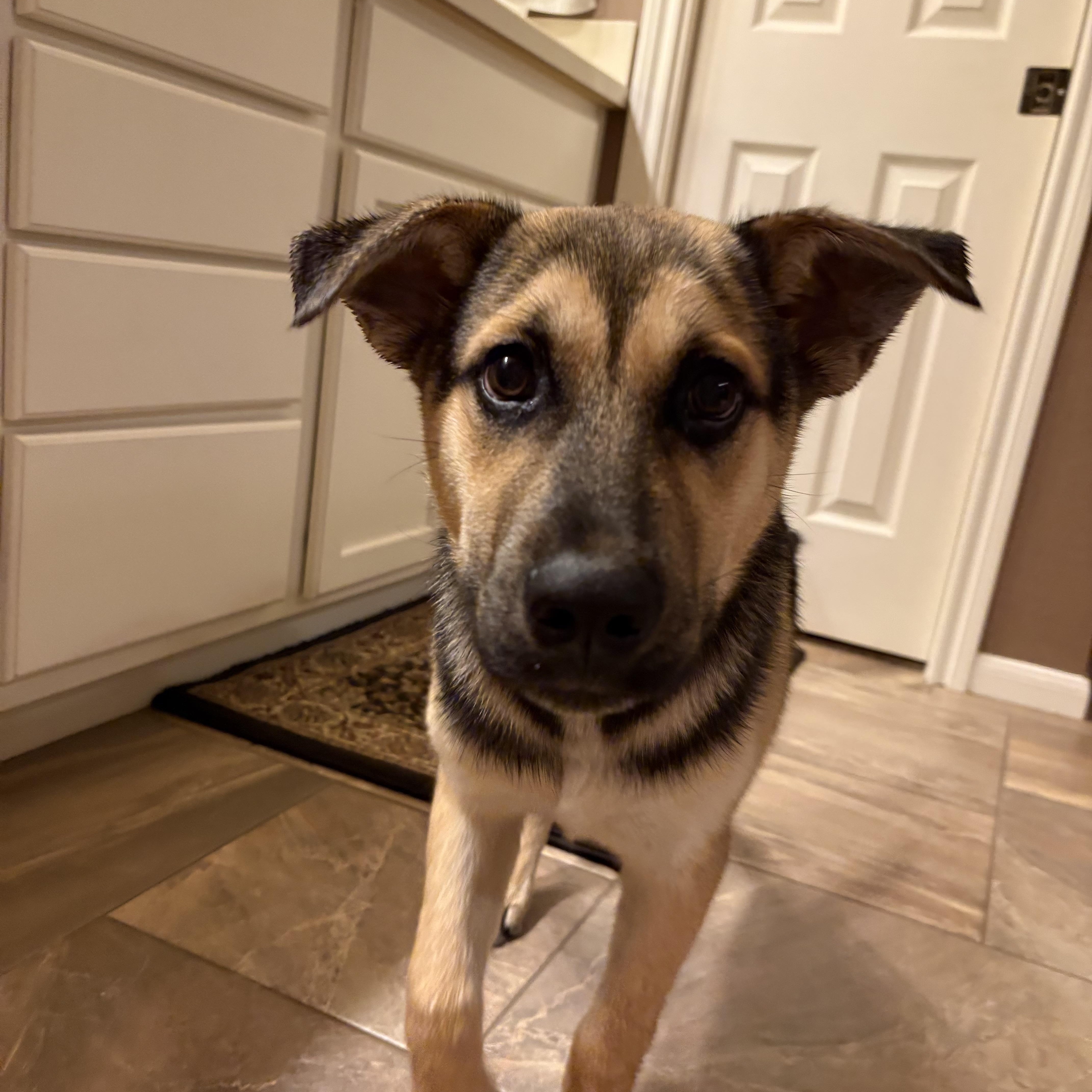 Enlarge Sammy, an adopted mixed breed in Spring, TX image 4/6