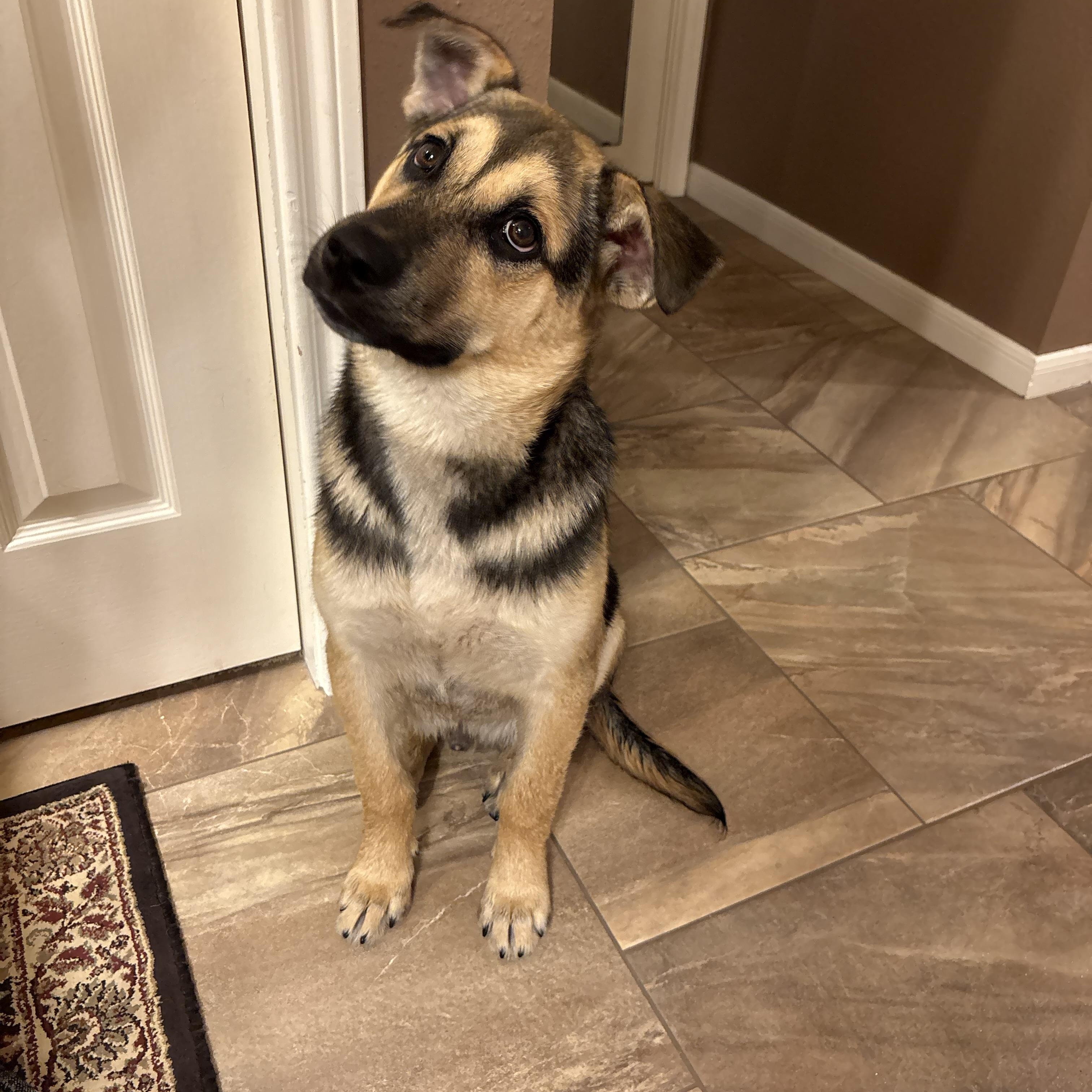 Enlarge Sammy, an adopted mixed breed in Spring, TX image 5/6