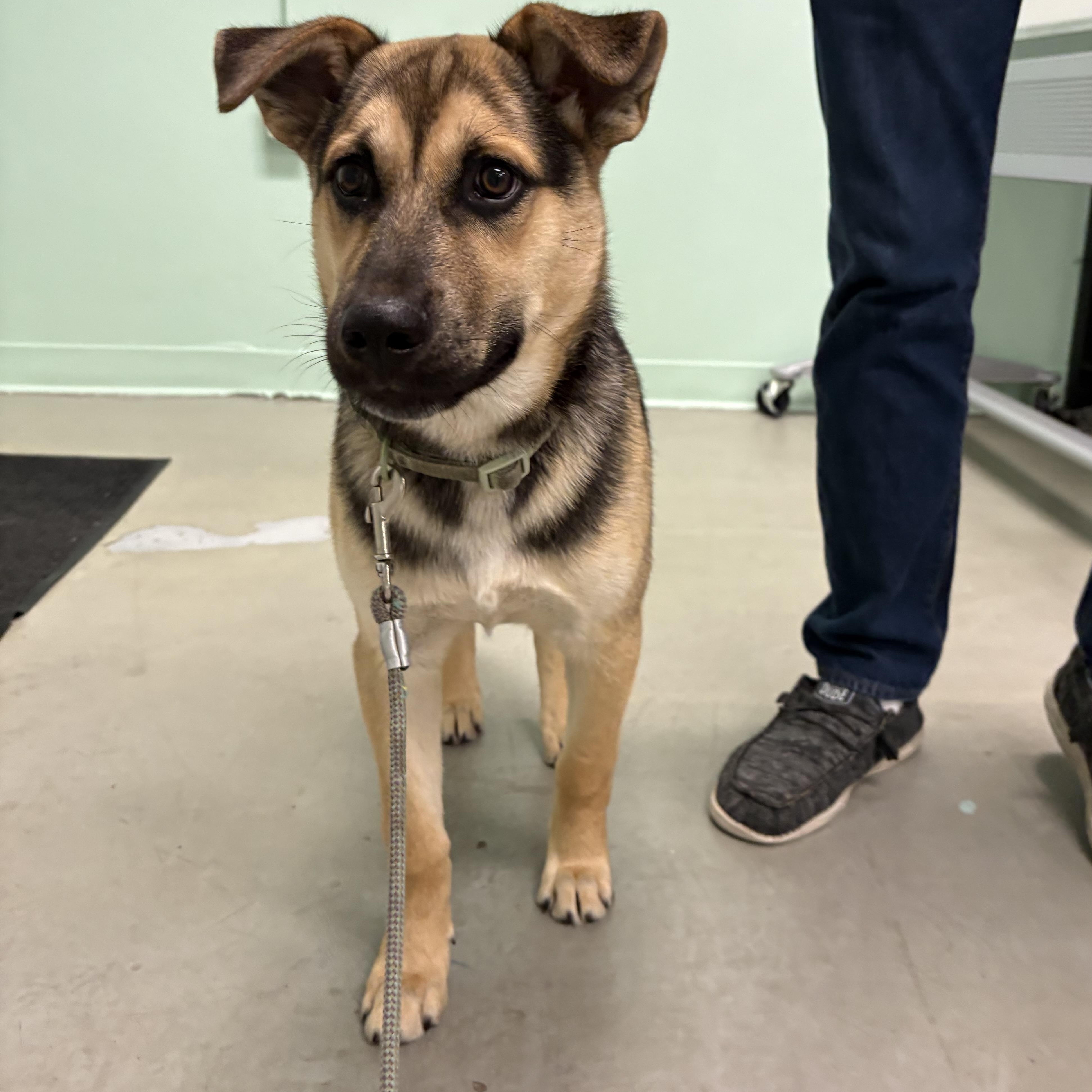 Enlarge Sammy, an adopted mixed breed in Spring, TX image 6/6