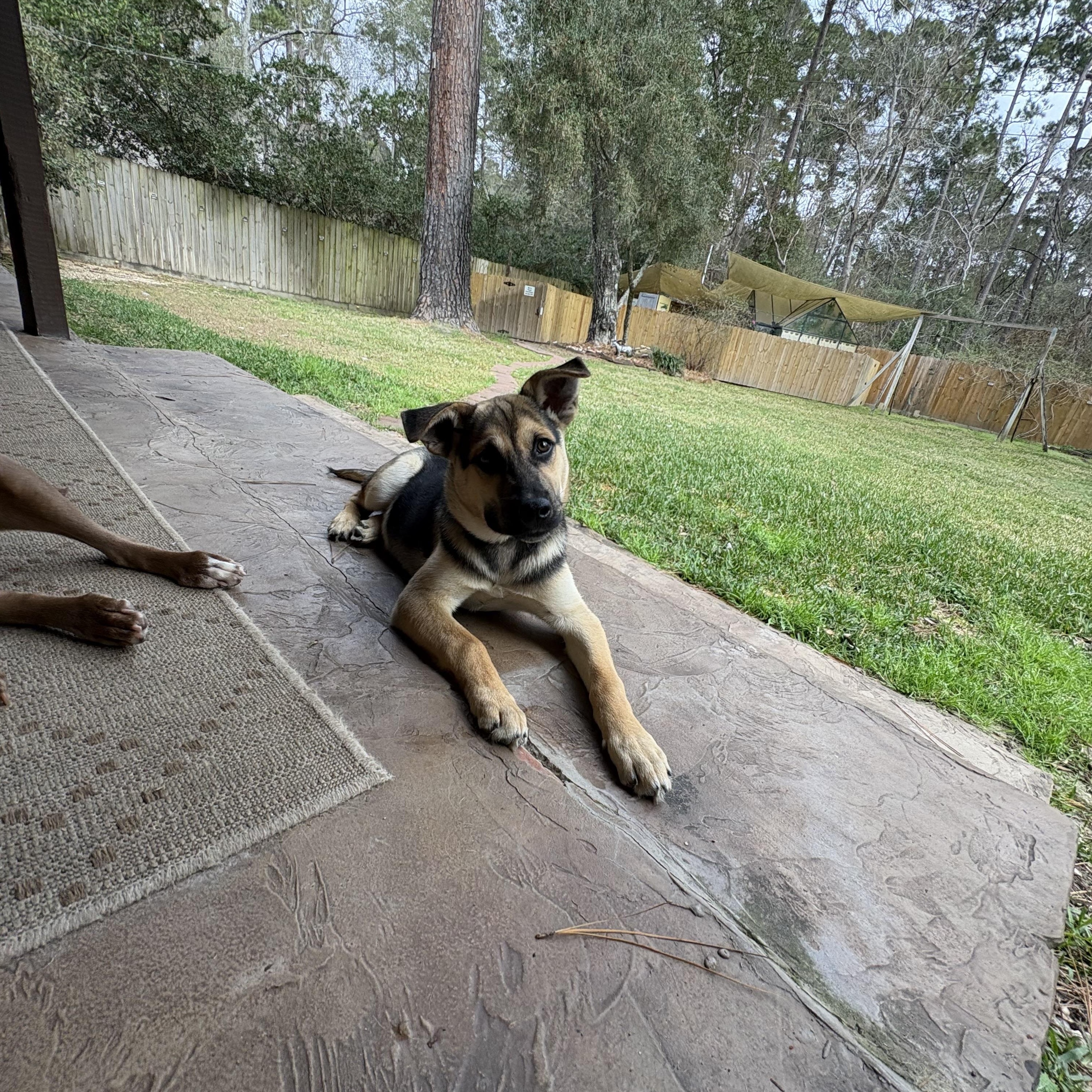 Enlarge Sammy, an adopted mixed breed in Spring, TX image 2/6