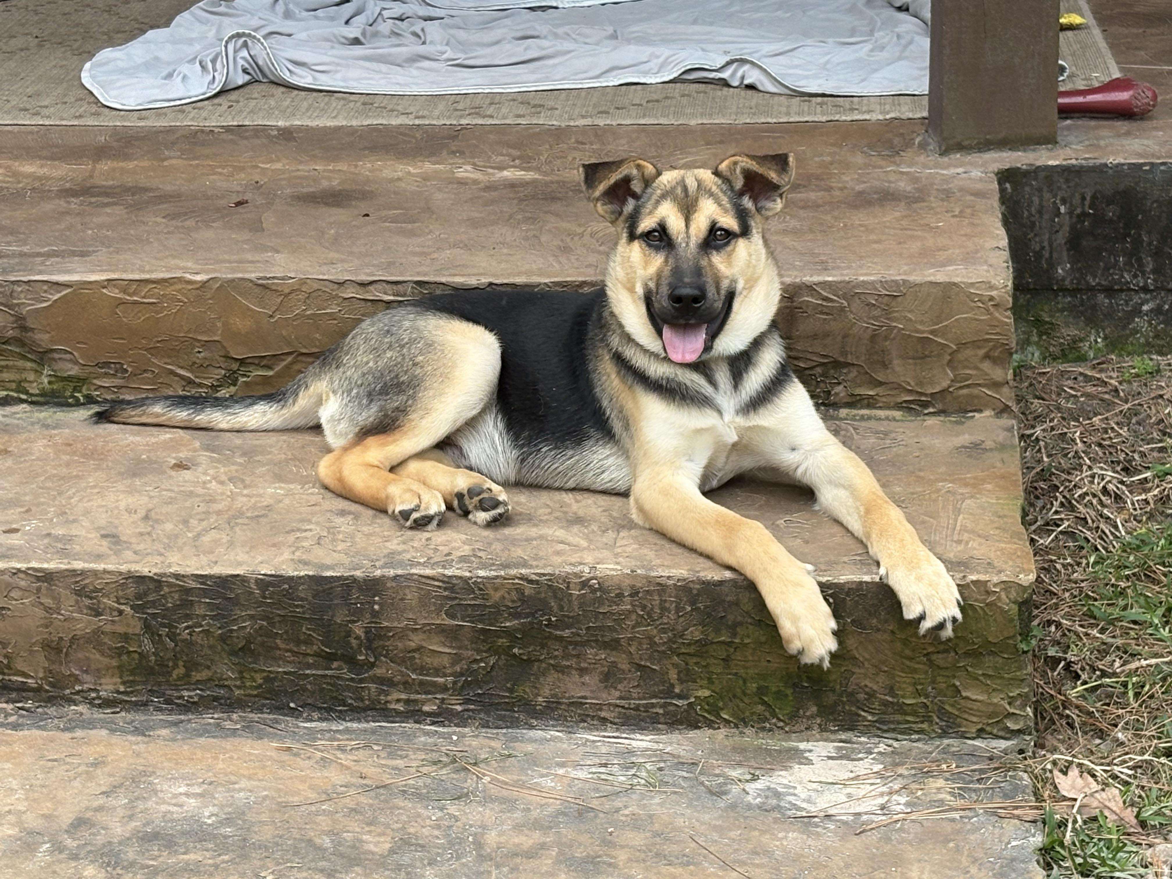 Enlarge Sammy, an adopted mixed breed in Spring, TX image 1/6