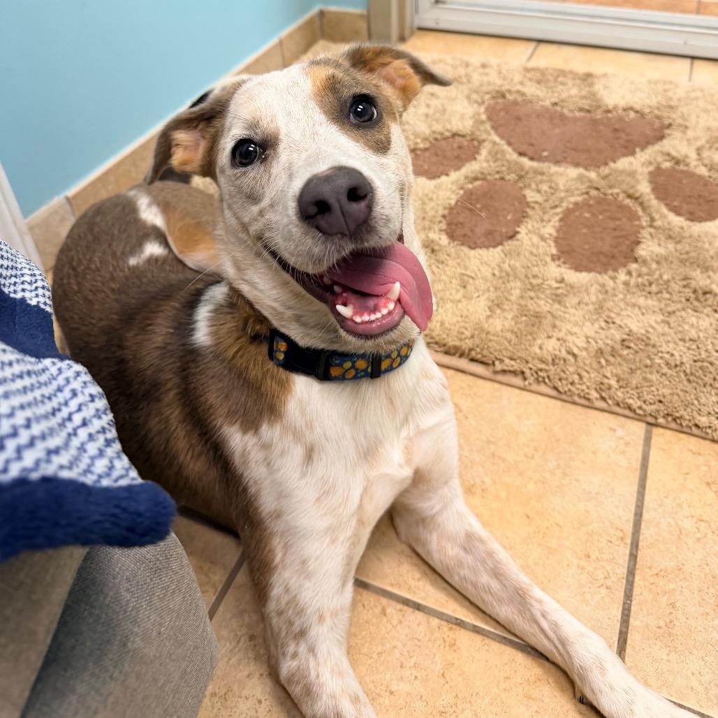 Eleanor, Adoptable, Adult Female Australian Cattle Dog / Blue Heeler & Pointer.