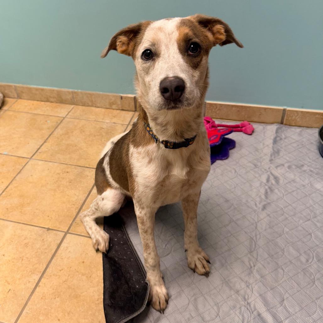 Eleanor, a Adoptable mixed breed in Columbus, GA image 2/6