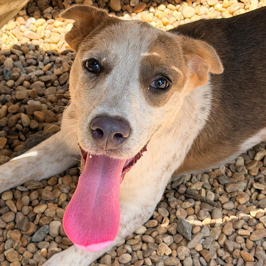 Eleanor, a Adoptable mixed breed in Columbus, GA image 3/6