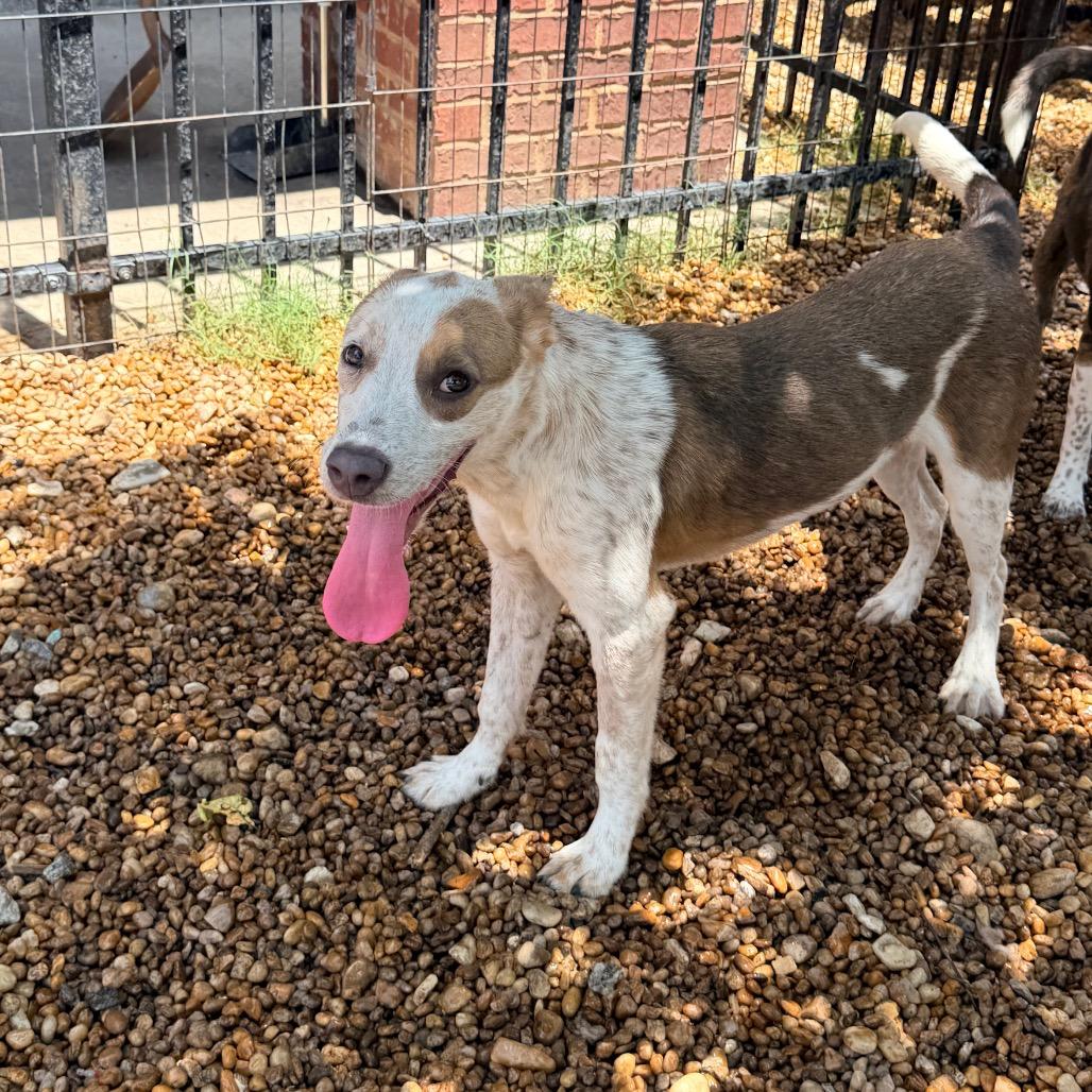 Eleanor, a Adoptable mixed breed in Columbus, GA image 4/6