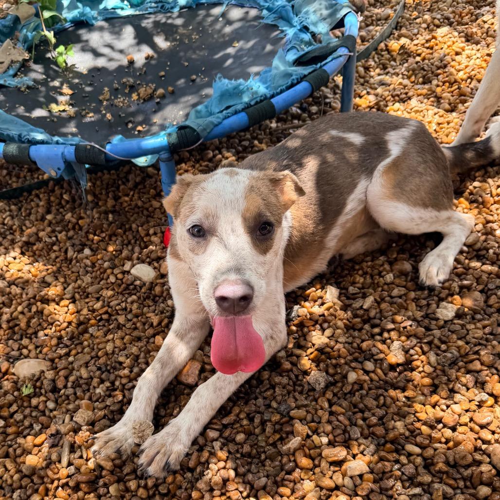 Eleanor, a Adoptable mixed breed in Columbus, GA image 5/6