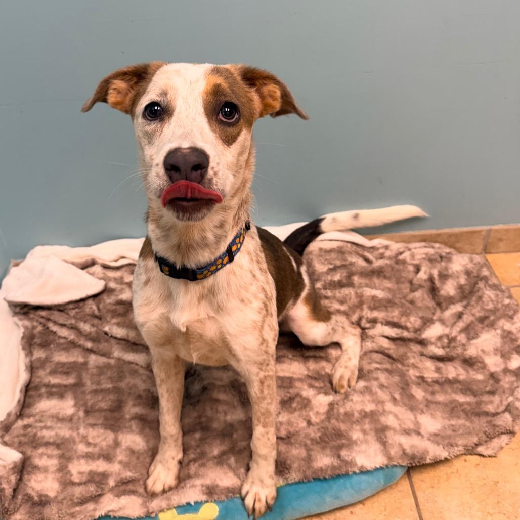 Eleanor, a Adoptable mixed breed in Columbus, GA image 6/6