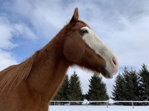 Enlarge Louie, a ADOPTABLE Thoroughbred in Varysburg, NY image 2/4