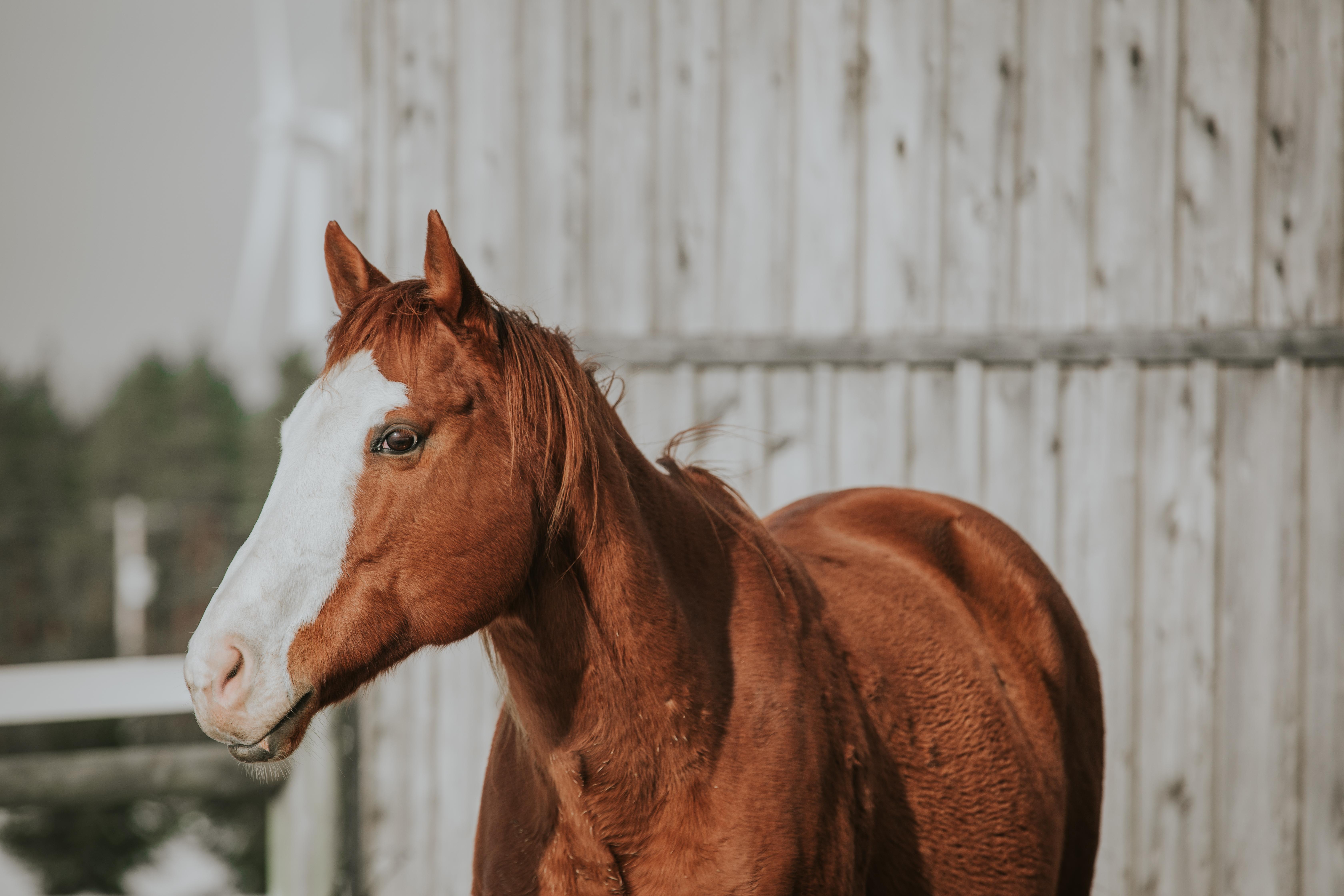 Enlarge Louie, a ADOPTABLE Thoroughbred in Varysburg, NY image 3/4