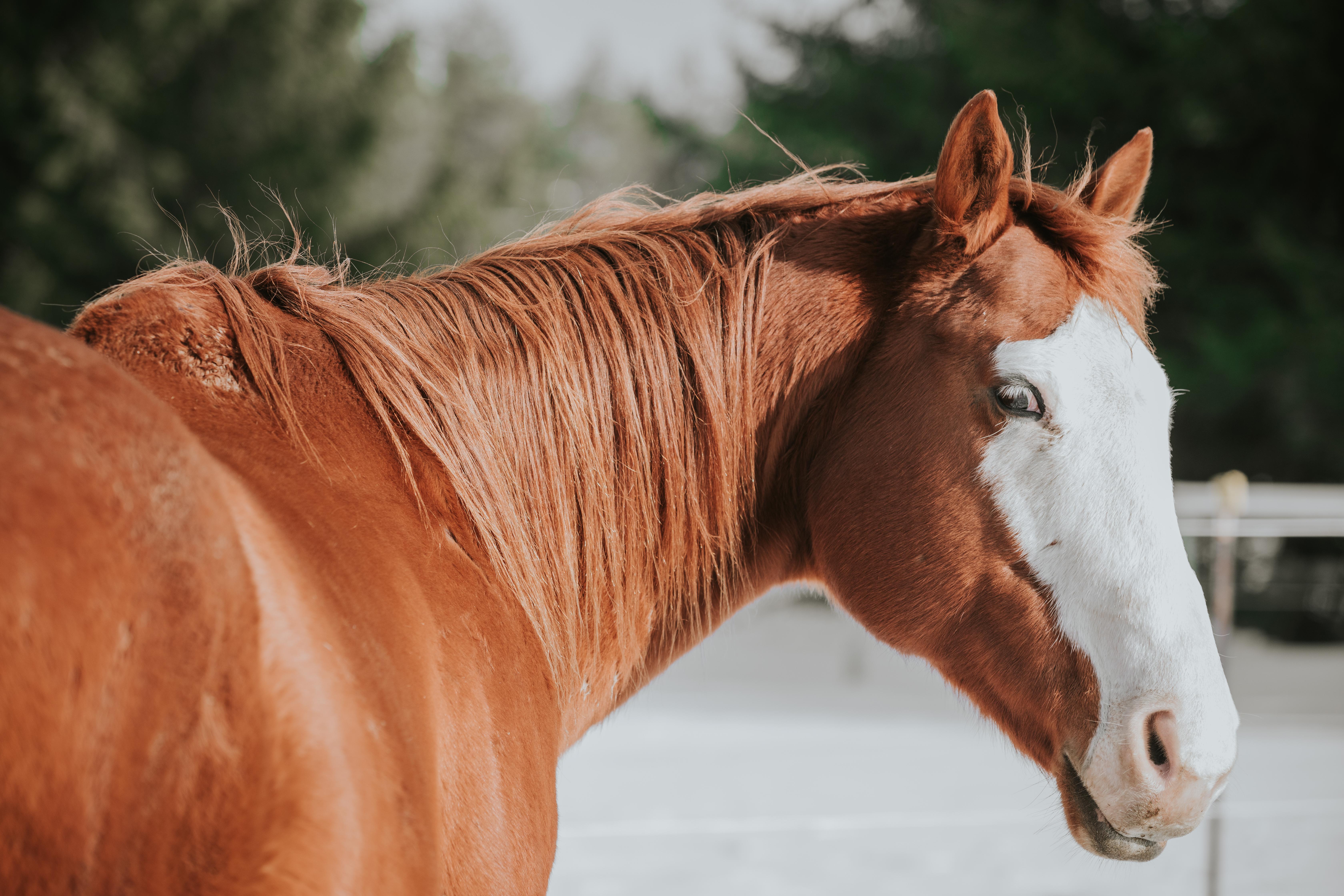Enlarge Louie, a ADOPTABLE Thoroughbred in Varysburg, NY image 4/4