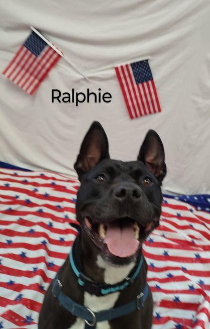 Ralphie, a Adoptable Terrier in Cape May Court House, NJ image 1/6