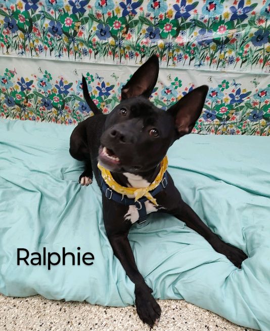 Ralphie, a Adoptable Terrier in Cape May Court House, NJ image 4/6