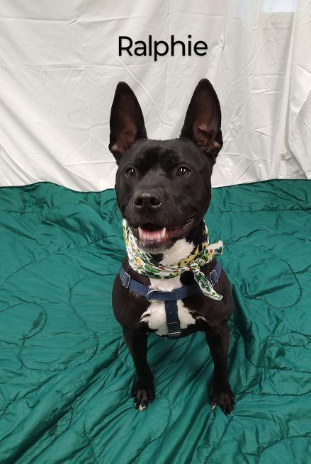 Ralphie, a Adoptable Terrier in Cape May Court House, NJ image 3/6