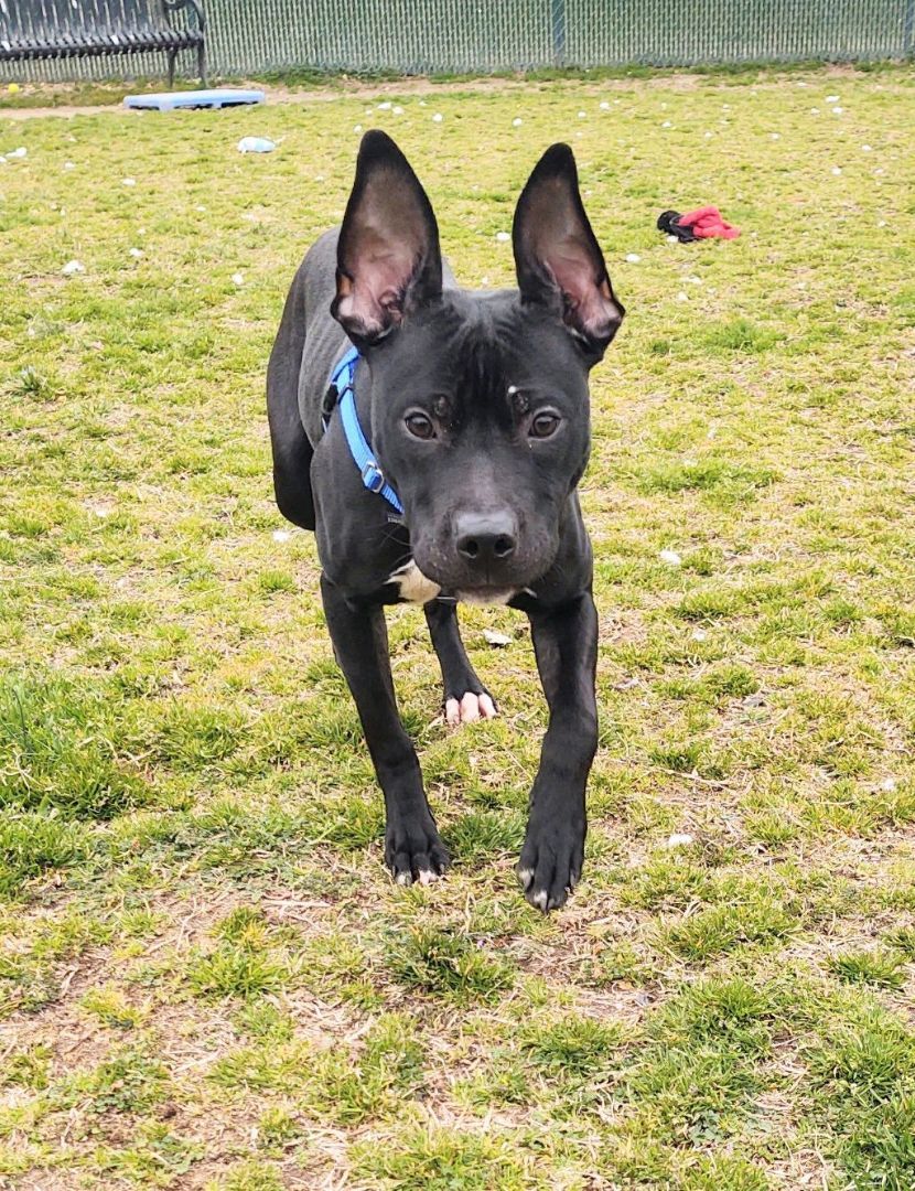 Ralphie, a Adoptable Terrier in Cape May Court House, NJ image 5/6