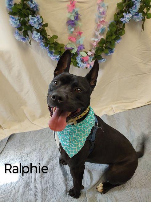 Ralphie, a Adoptable Terrier in Cape May Court House, NJ image 2/6