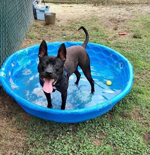 Ralphie, a Adoptable Terrier in Cape May Court House, NJ image 6/6