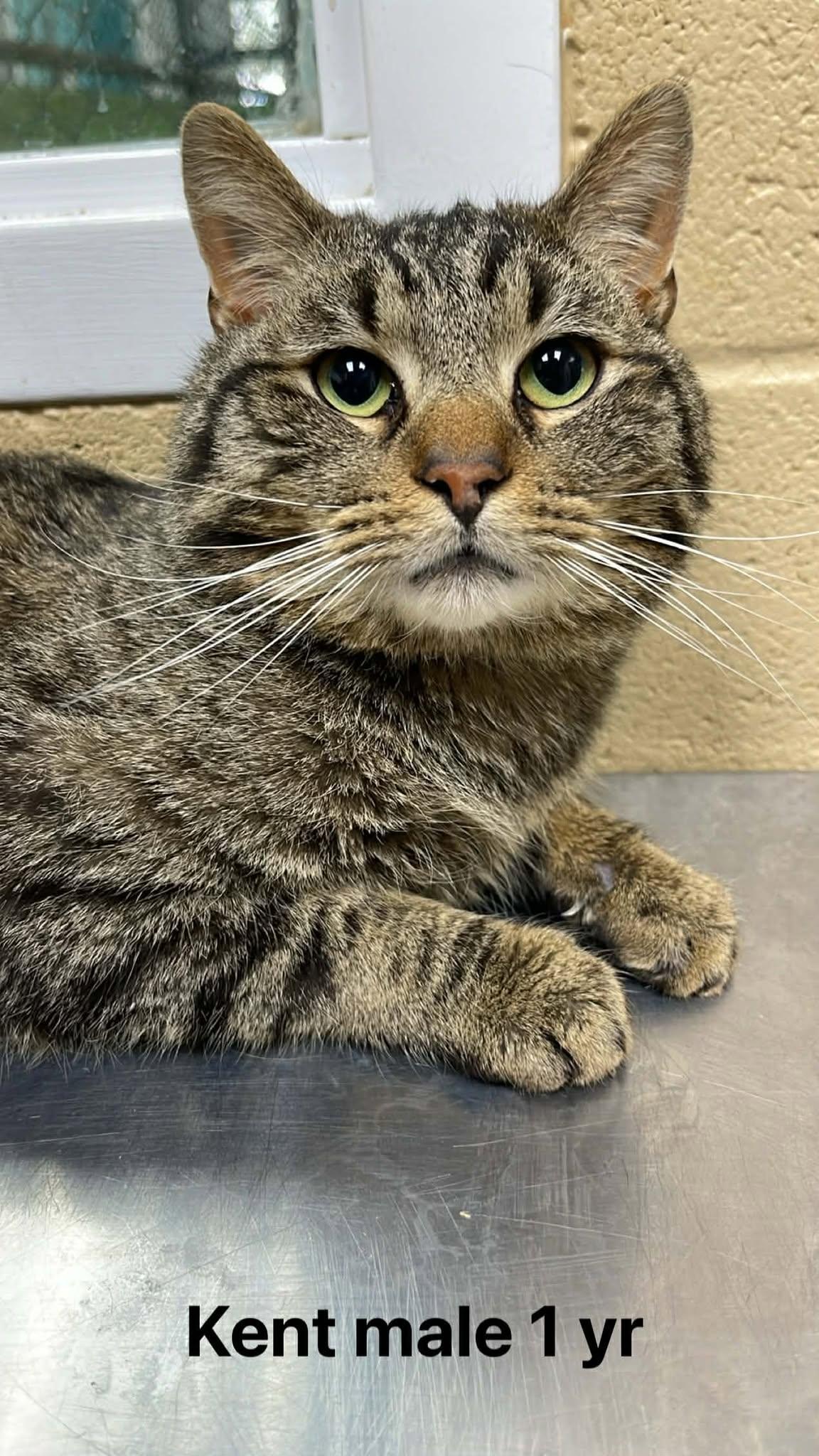 Kent, ADOPTABLE, Adult Male Domestic Short Hair.