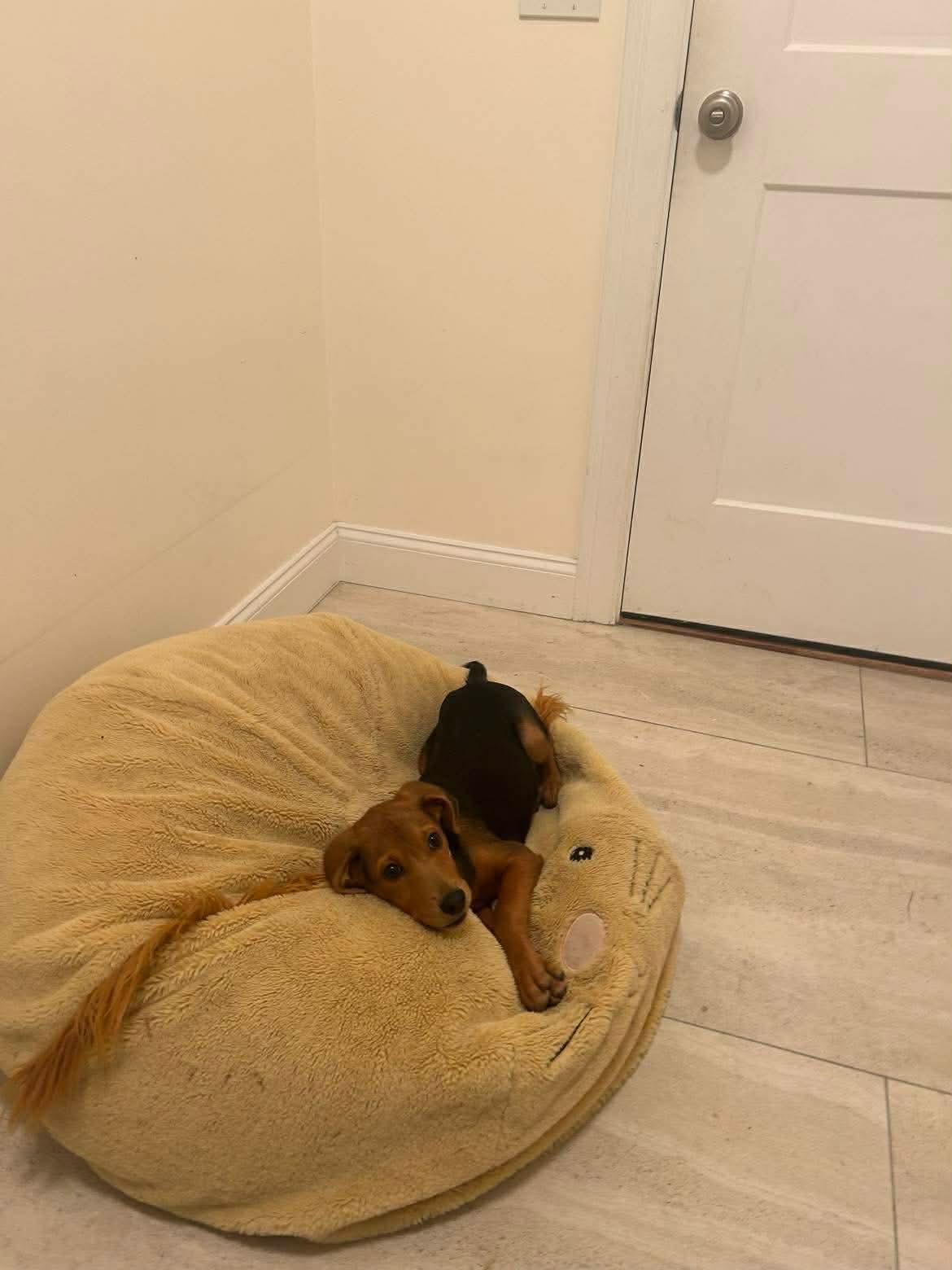 Enlarge Lily, a Adopted mixed breed in Carmel, NY image 2/3