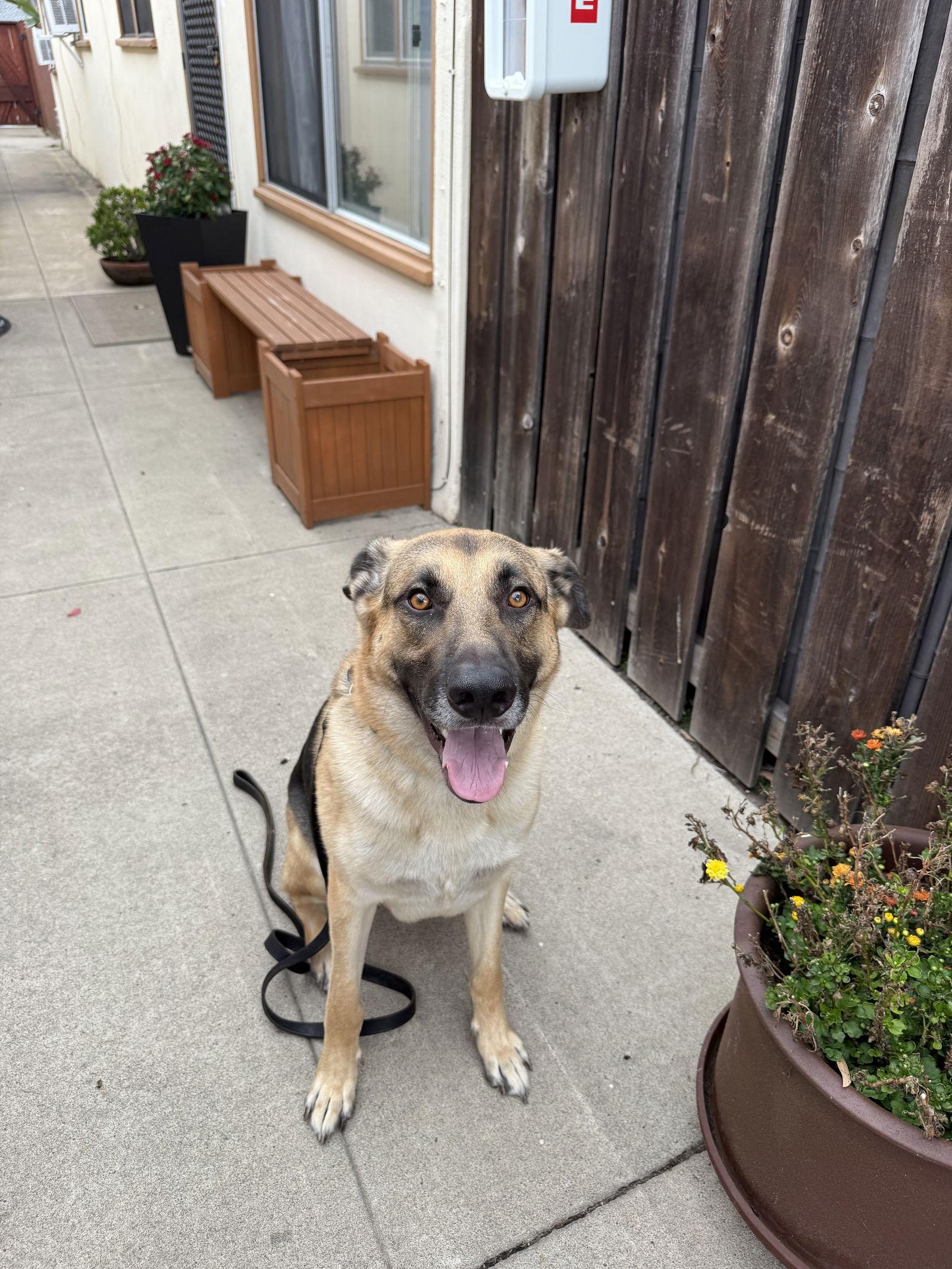 Gus, a Adoptable mixed breed in Sparks, NV image 1/2