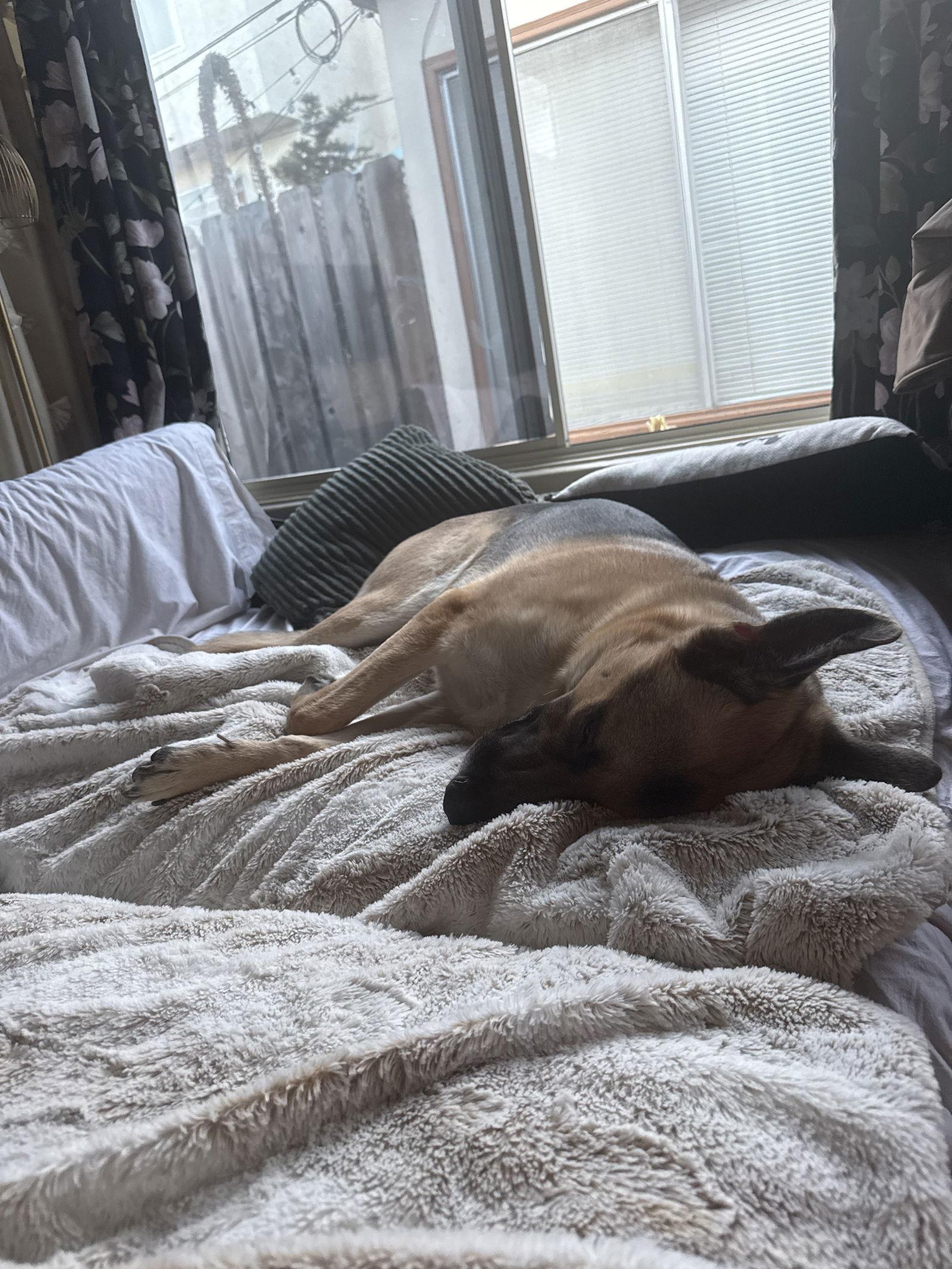 Gus NEEDS HOME FAST LOSING FOSTER, a Adoptable mixed breed in Sparks, NV image 2/2