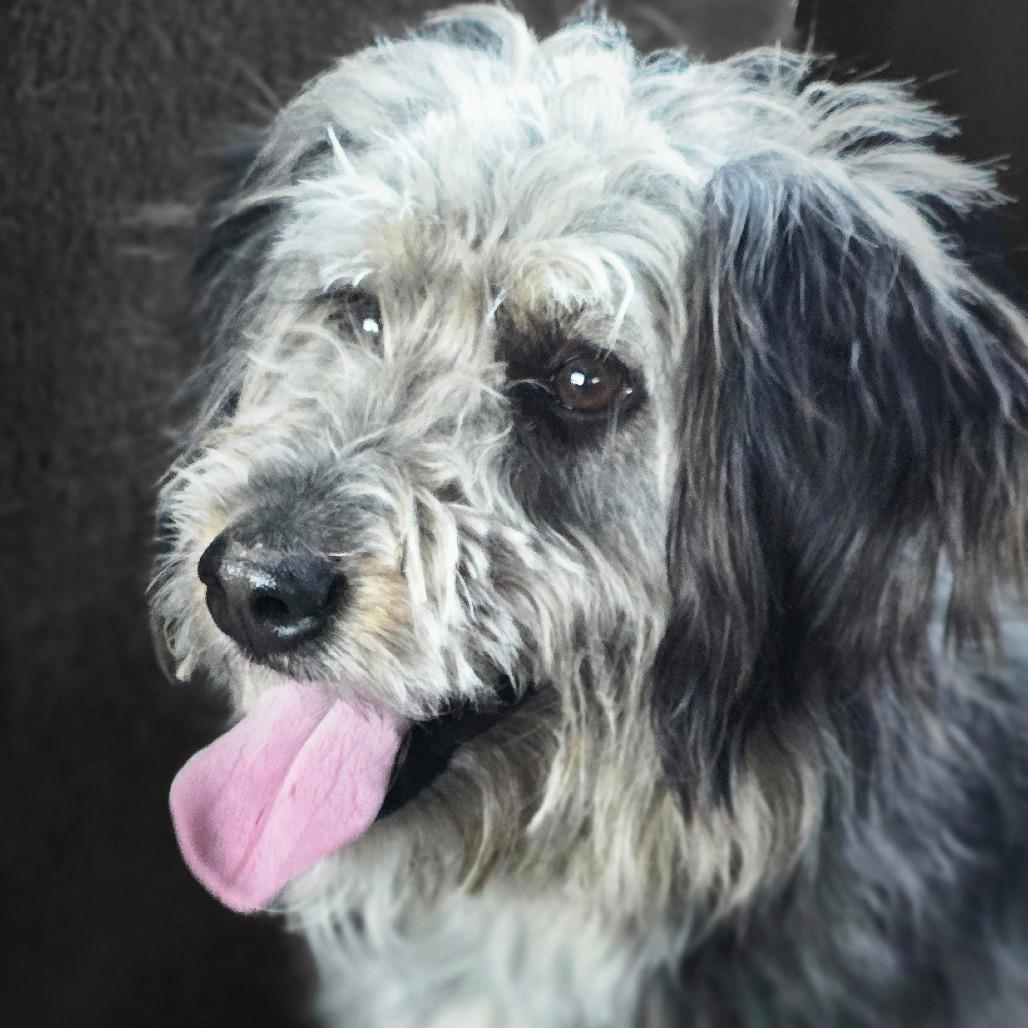 Percy, a Adoptable mixed breed in Goltry, OK image 1/5