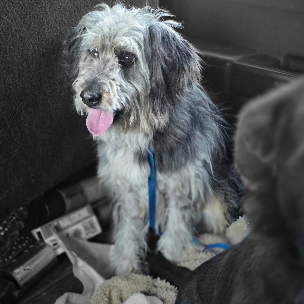 Percy, a Adoptable mixed breed in Goltry, OK image 5/5