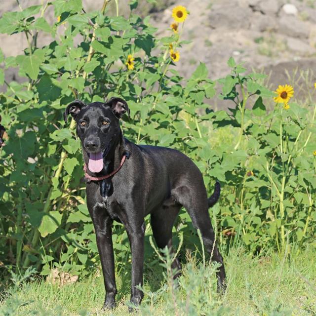 Enlarge SIRIUS, a Adoptable mixed breed in Albuquerque, NM image 1/1