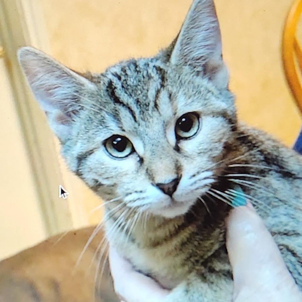 Skittles, Adoptable, Young Female Domestic Short Hair & Domestic Short Hair.