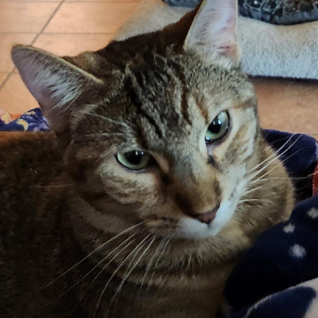 Enlarge Skittles, a Adoptable mixed breed in San Antonio, TX image 2/4