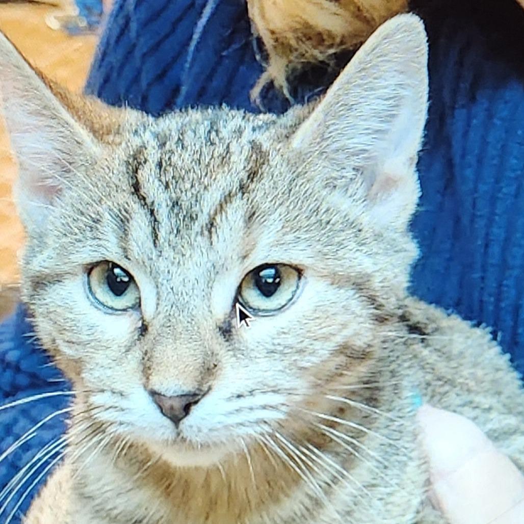 Enlarge Skittles, a Adoptable mixed breed in San Antonio, TX image 3/4