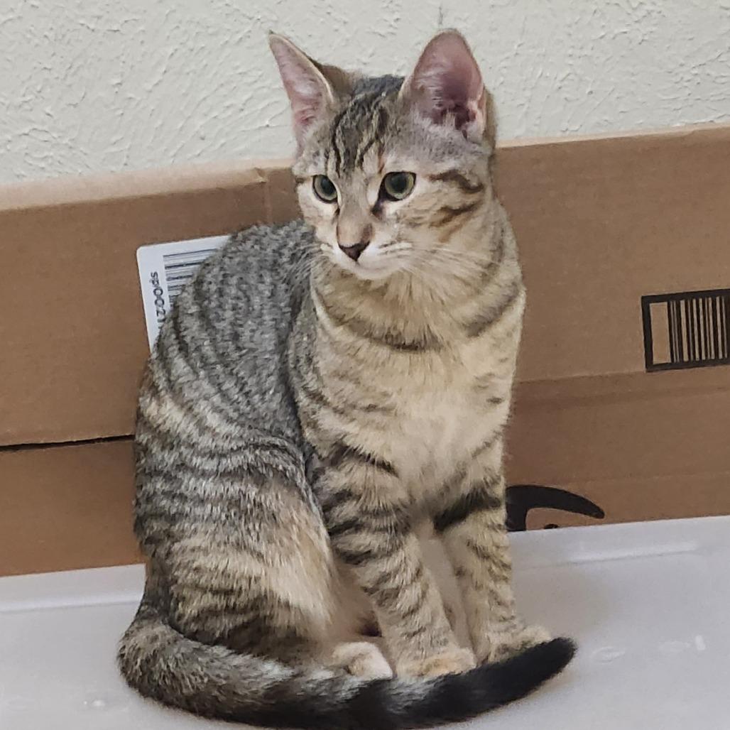 Enlarge Skittles, a Adoptable mixed breed in San Antonio, TX image 4/4