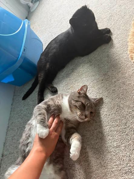 Enlarge Landon & Licorice, a Adoptable Domestic Short Hair in Spencerville, ON image 3/5