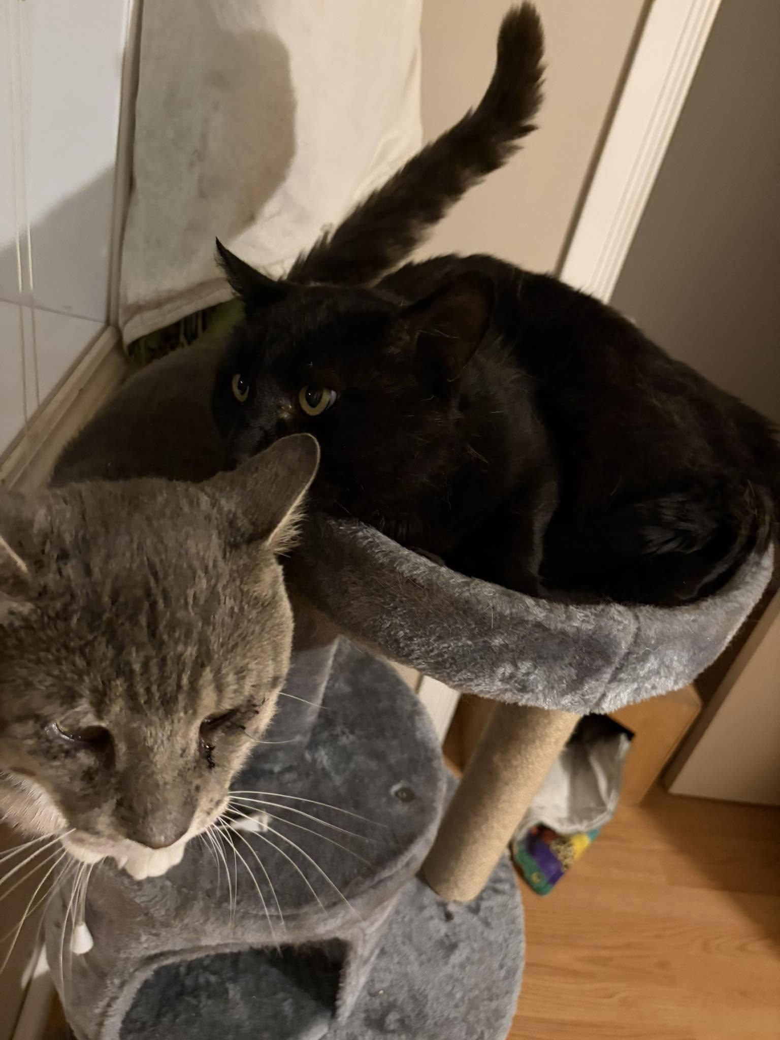 Enlarge Landon & Licorice, a Adoptable Domestic Short Hair in Spencerville, ON image 2/5