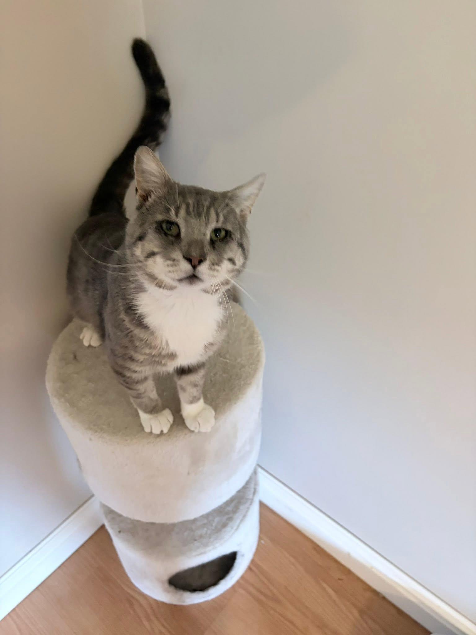 Enlarge Landon & Licorice, a Adoptable Domestic Short Hair in Spencerville, ON image 4/5
