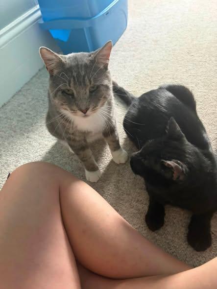 Enlarge Landon & Licorice, a Adoptable Domestic Short Hair in Spencerville, ON image 1/5