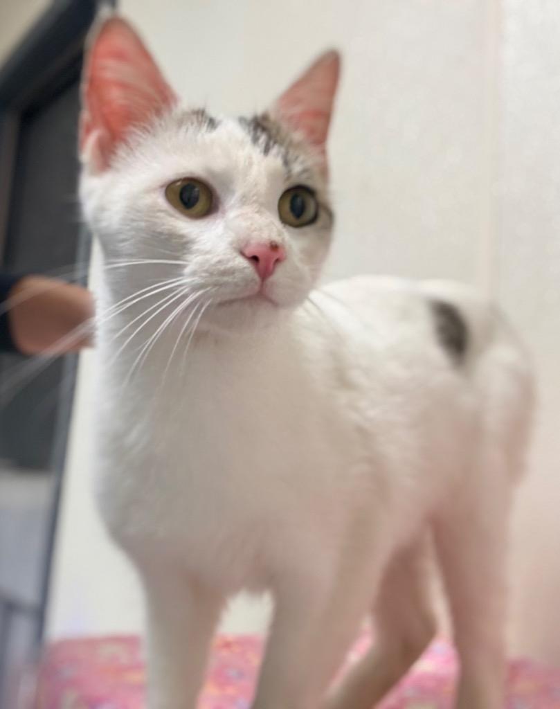 TANSY, Adoptable, Young Female Domestic Short Hair.